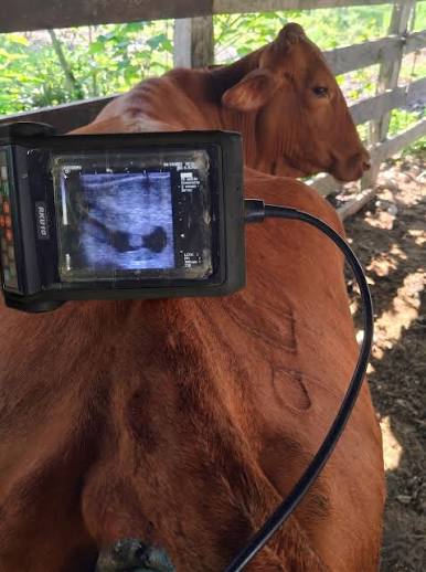 Fisiología y Ecografía Reproductiva de la Hembra Bovina Módulo Teoríco